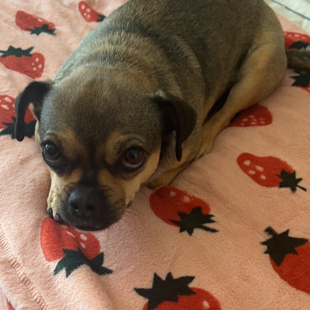 Meet your Posher, Indeya